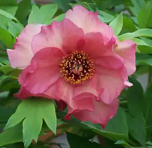Tree Peony Gaugin